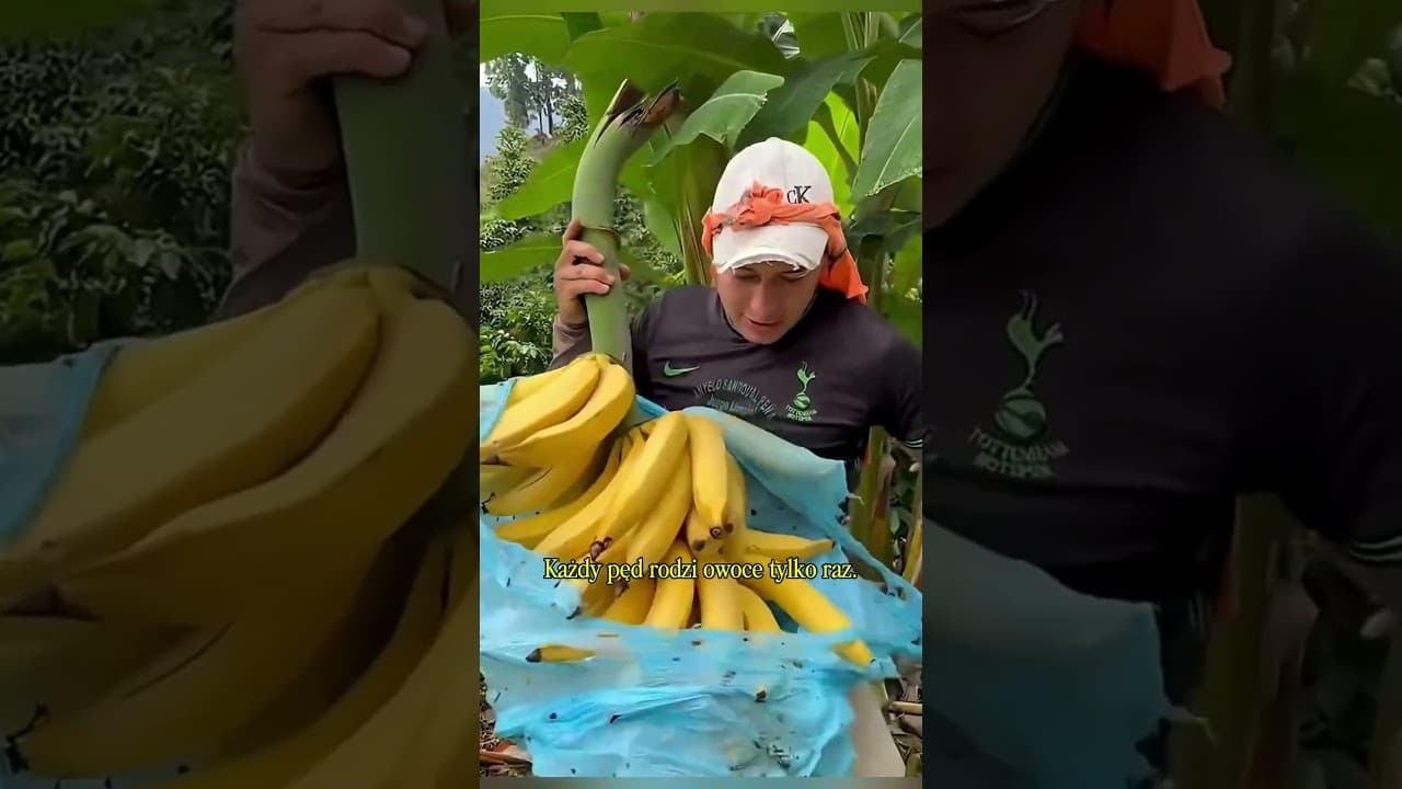 Bananowiec - roślina, która się odradza