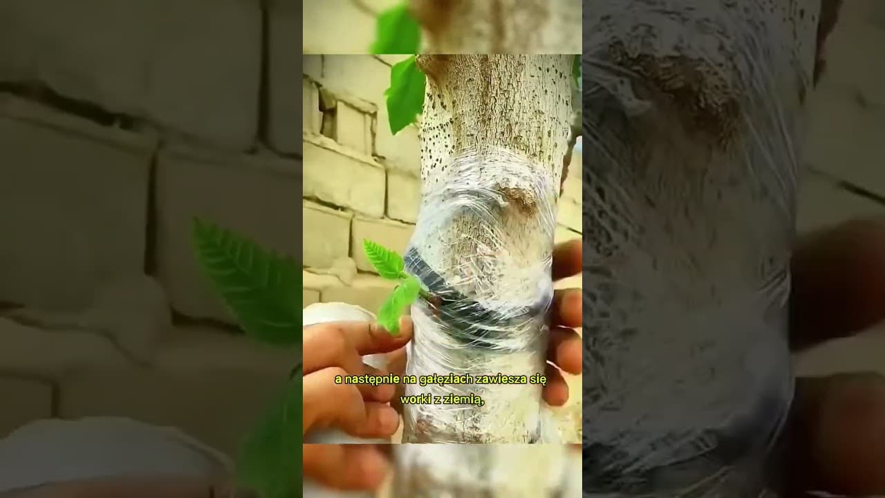 Praktyczna chińska metoda pielęgnacji sadzonek jabłoni