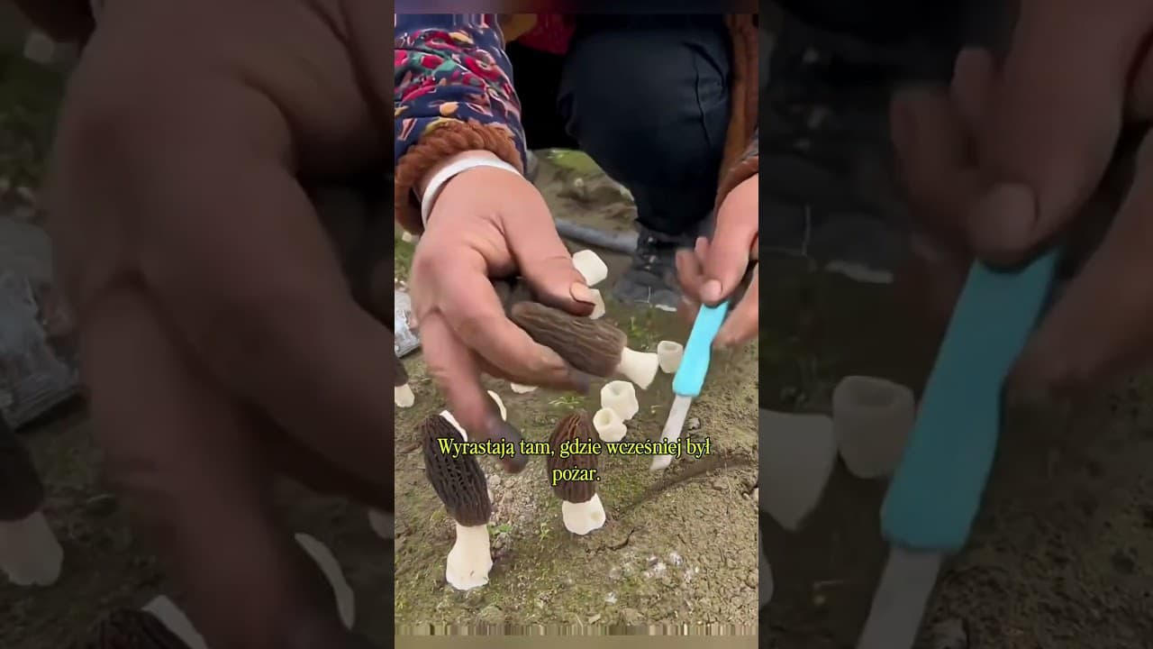 Smardze – grzyby, które lubią ogień