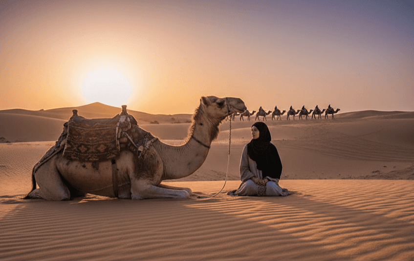 Mocz wielbłąda – między tradycją Beduinów a współczesną nauką