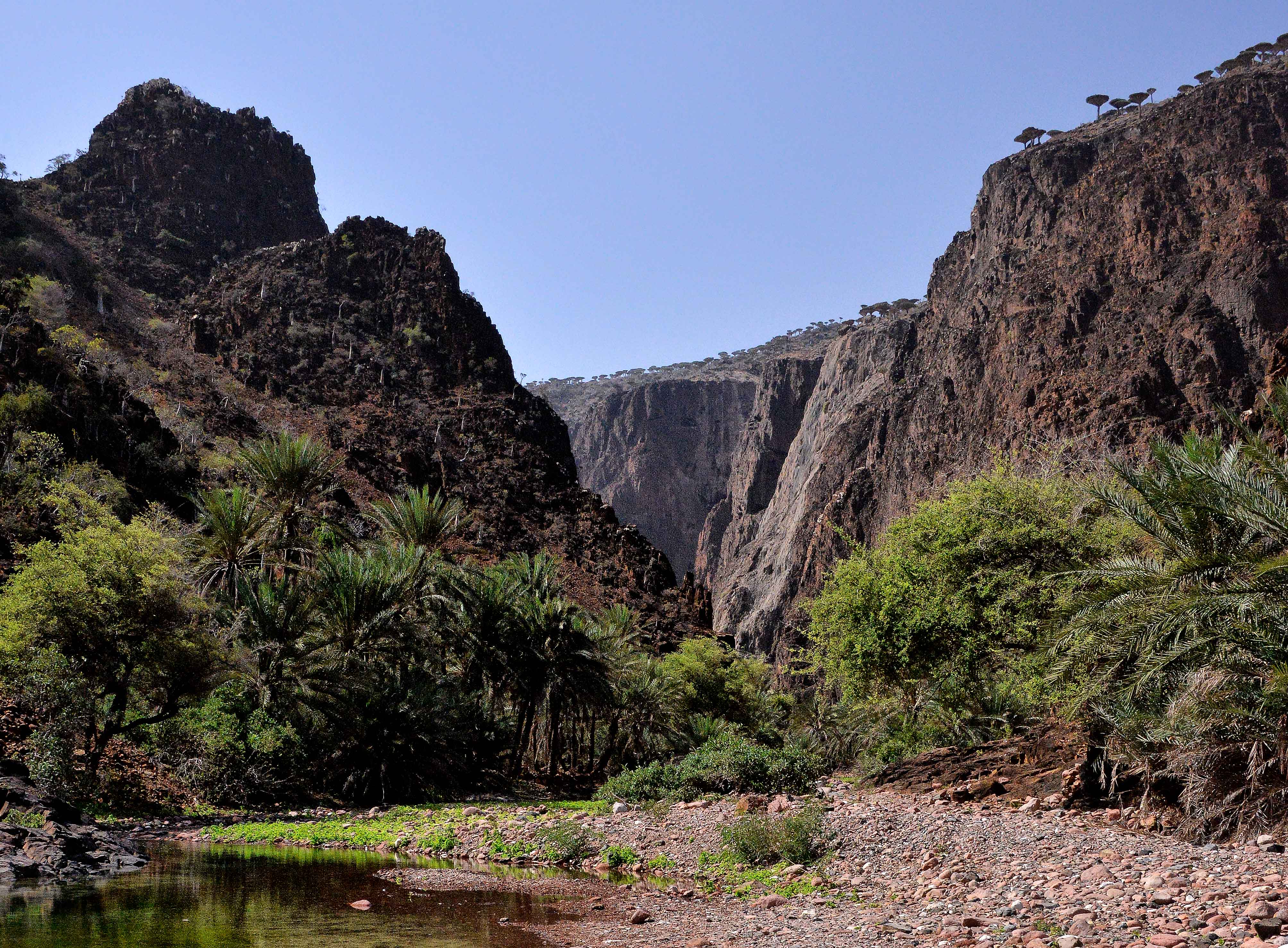 Sokotra – jedna z najdziwniejszych wysp na świecie
