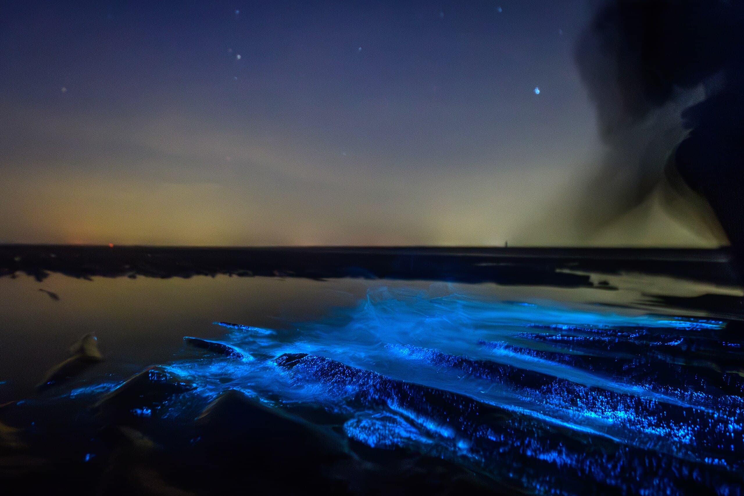 Bioluminescencja mórz – nocne światła planktonu i meduz