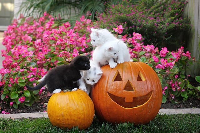 Duchy natury i zwierzęta nocy: Halloween w wierzeniach przyrodniczych