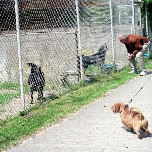 Dlaczego system finansowania schronisk sprzyja nadużyciom?