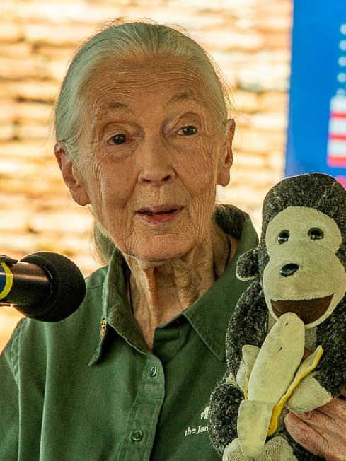 Jane Goodall – kobieta, która usłyszała język szympansów